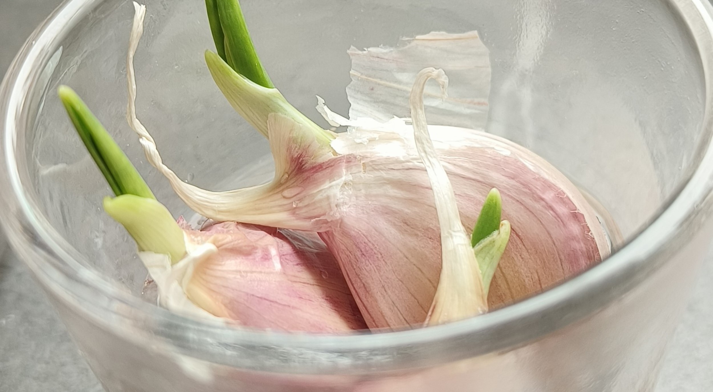 lasissa lähikuva itäneistä valkosipulin versoista